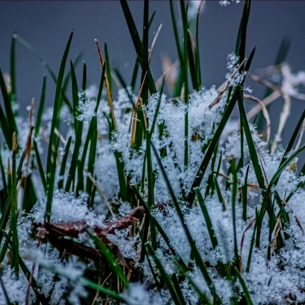 Grass with Snowflakes
