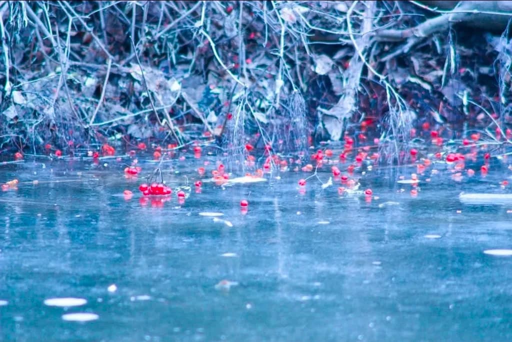 Frozen Berries by the Thicket