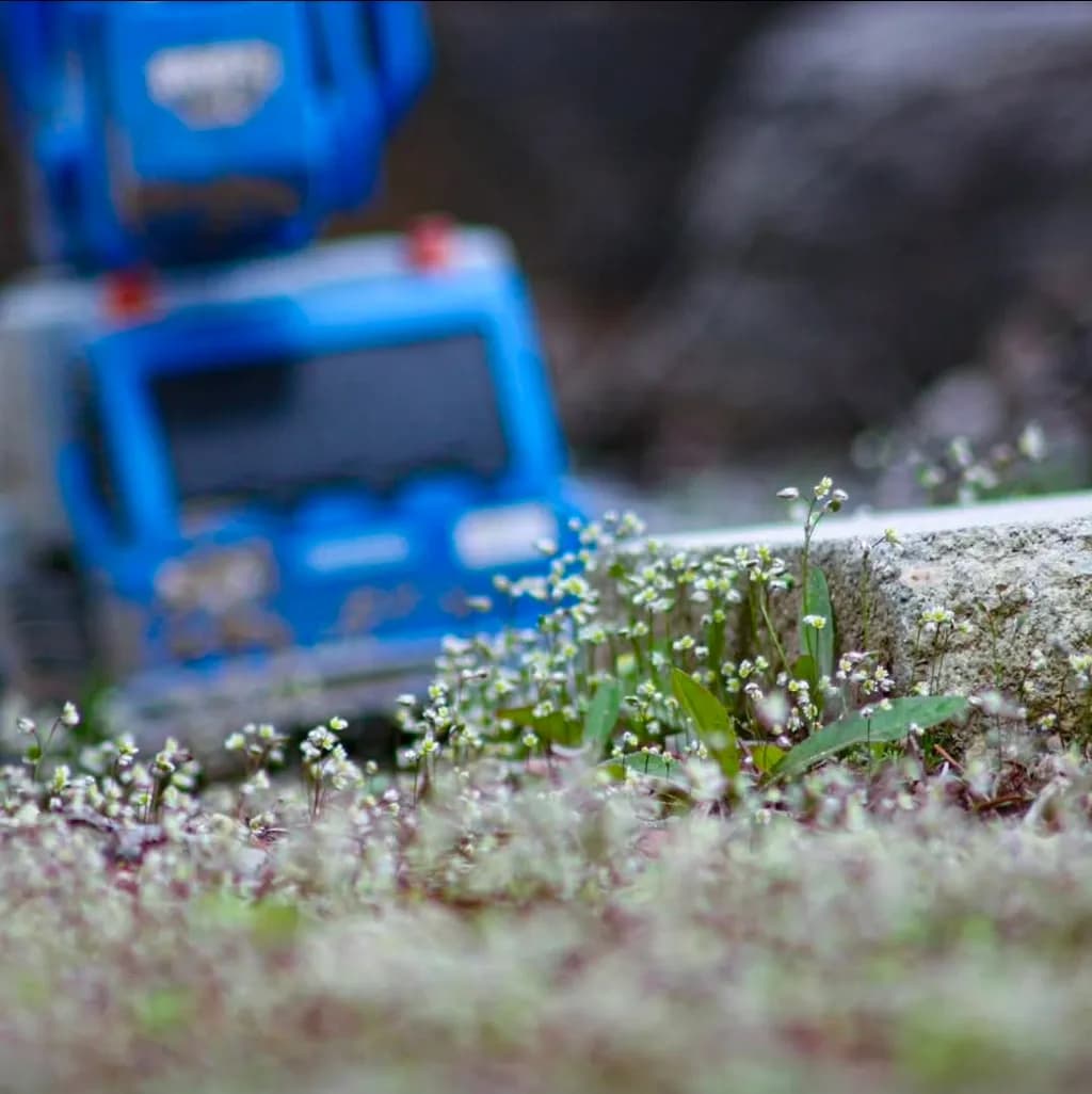 Inbound Robot in Wildflowers