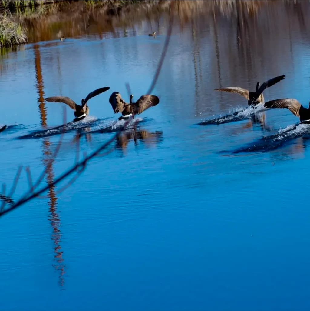 Geese on Water