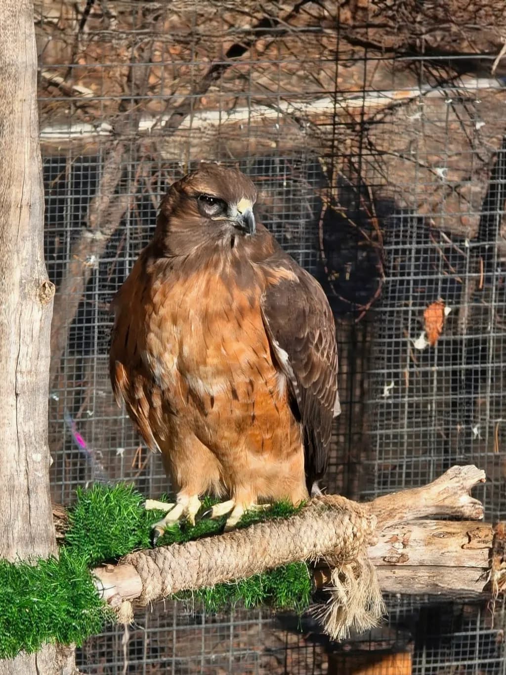 Inbound Hawk