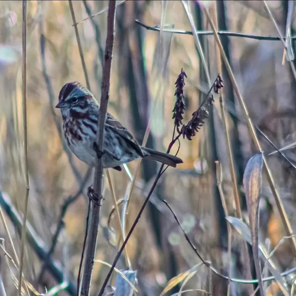 Sparrow in Dry Grass