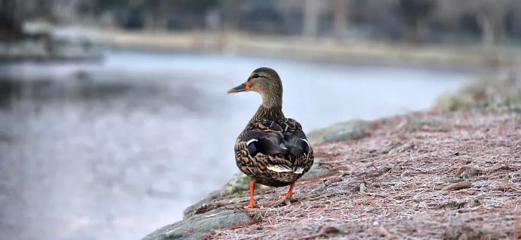 Duck by the Water's Edge