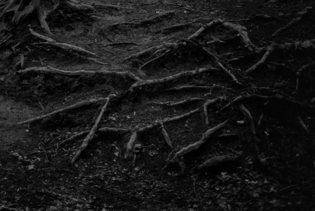 Forest Roots Detail
