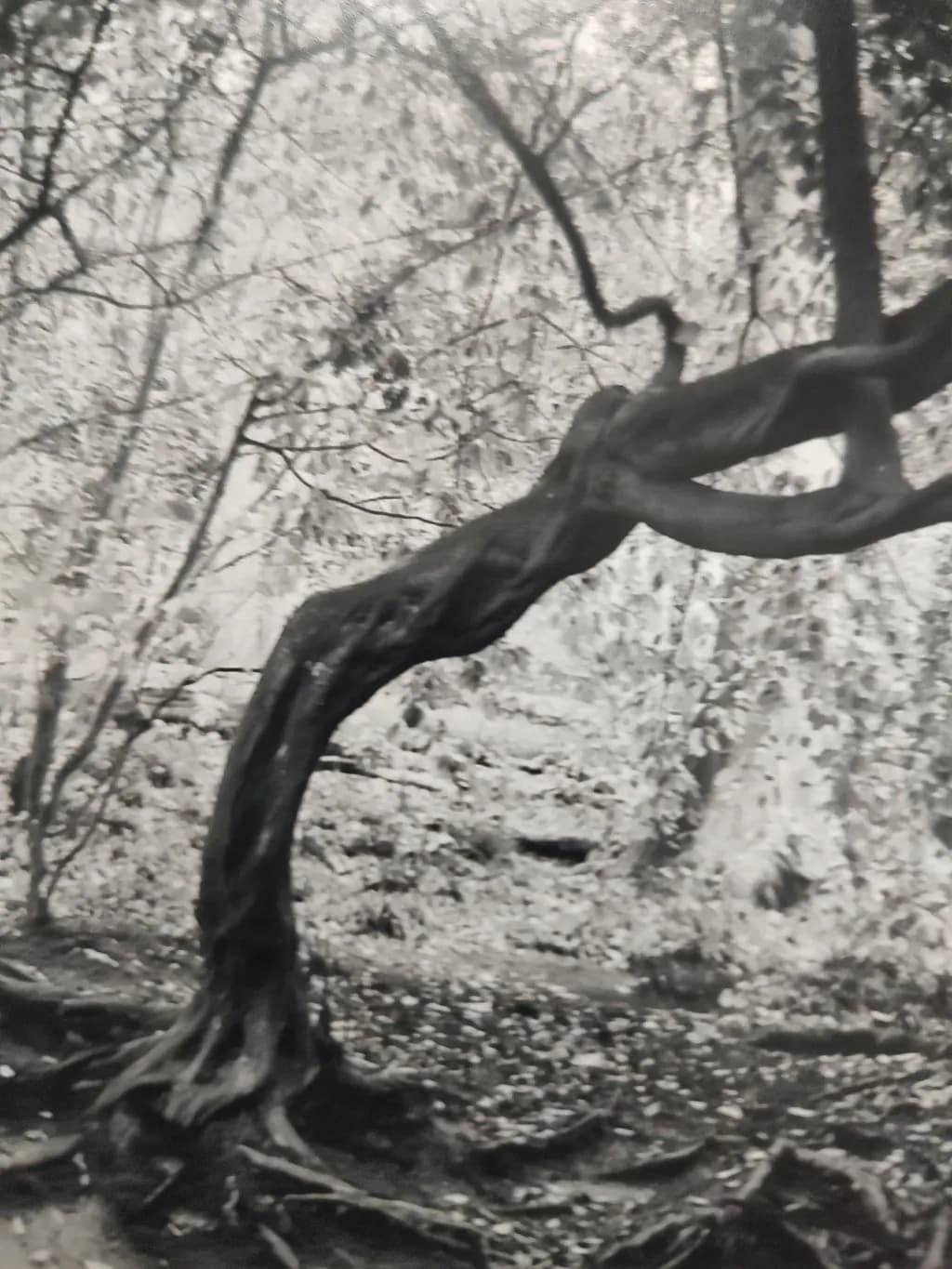 Twisted Forest Tree