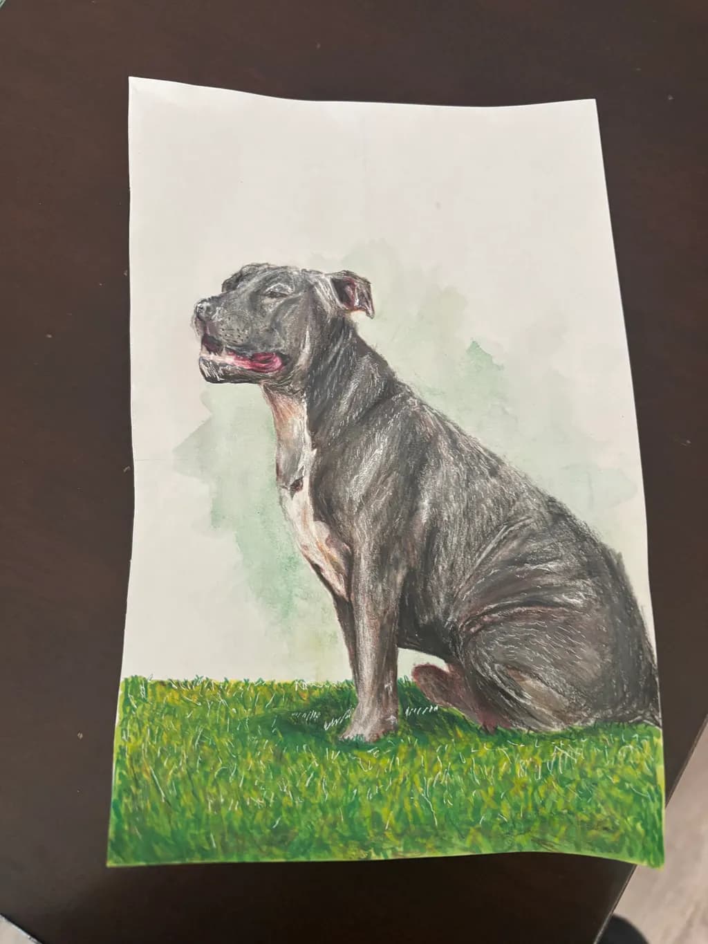 Dog on Grass