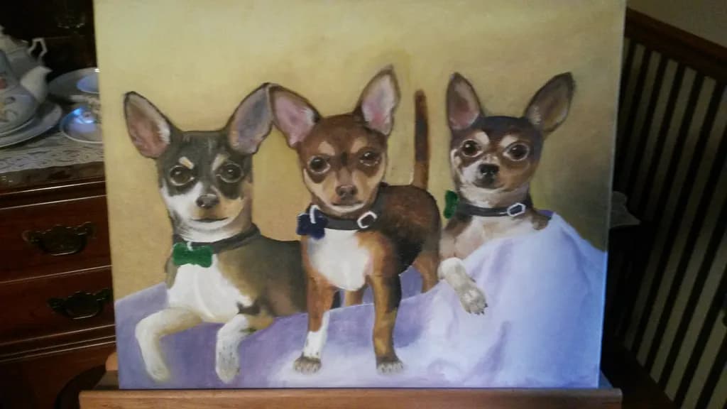 Three Chihuahuas