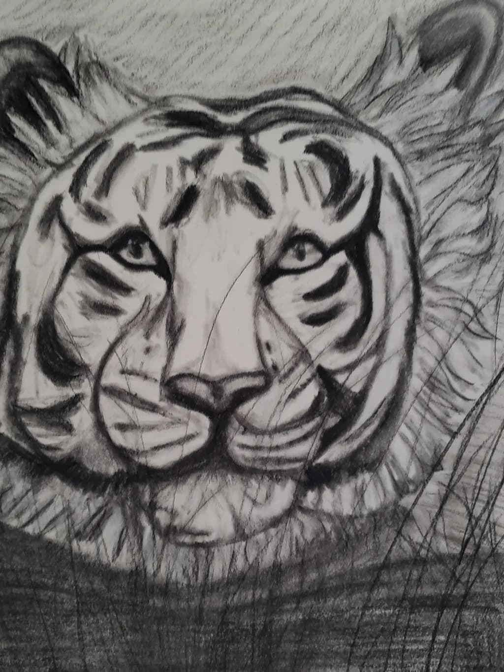 Tiger Portrait