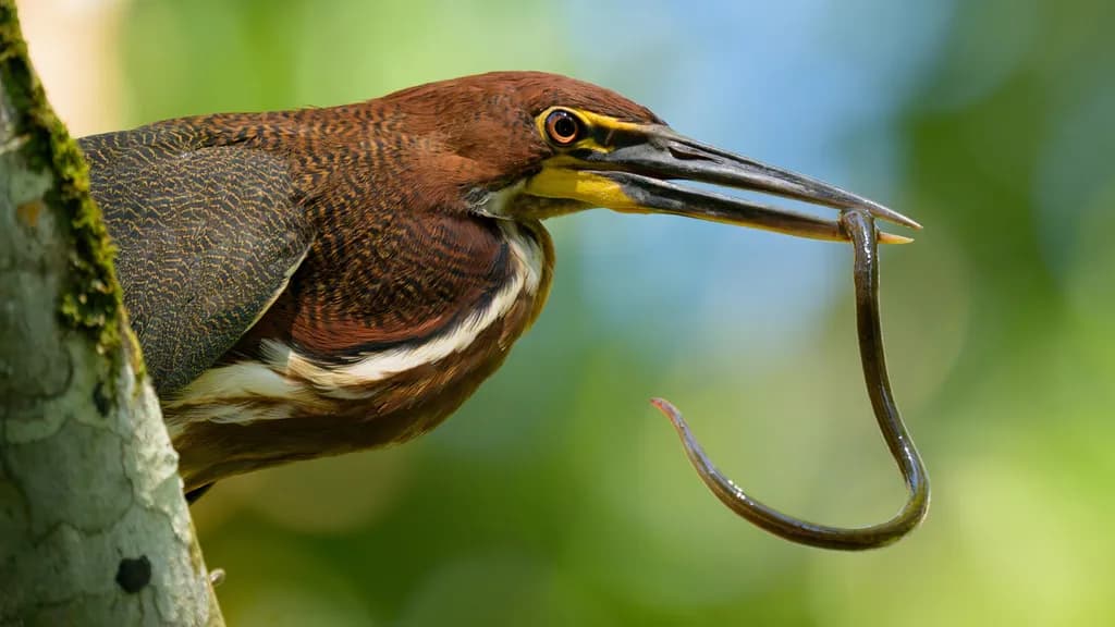 Heron with Eel Catch