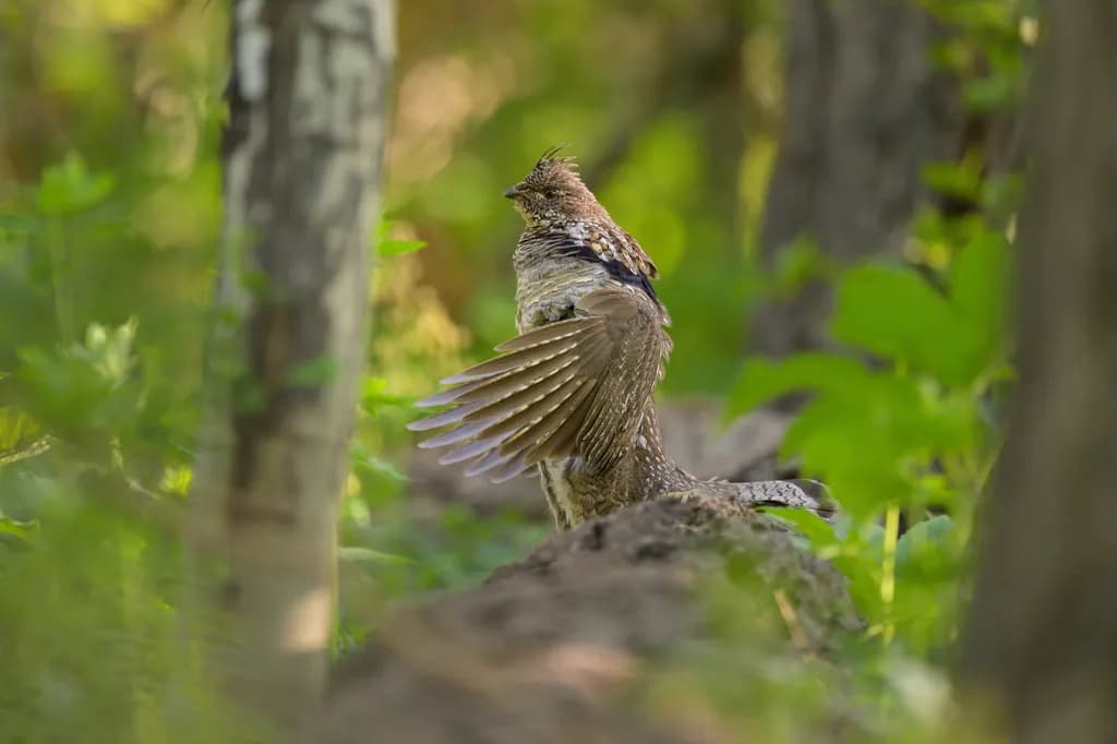 Forest Bird Display