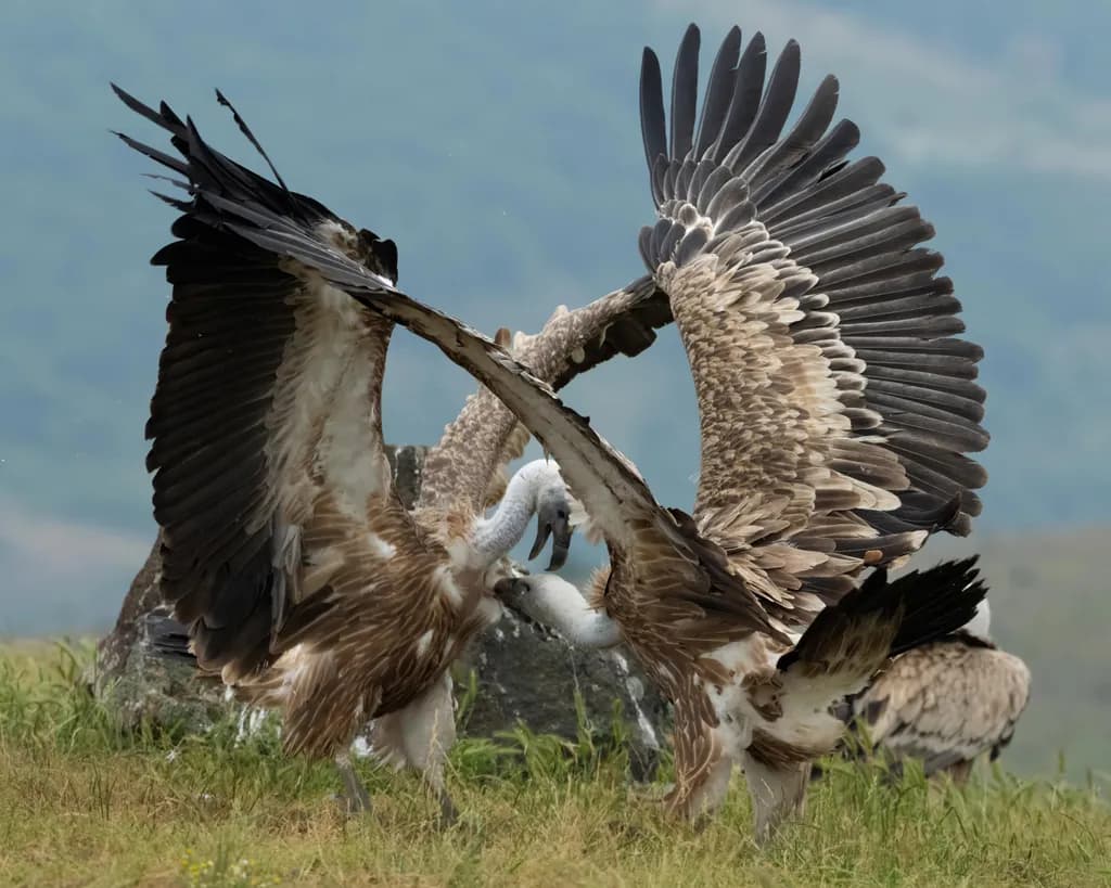 Vultures in Battle
