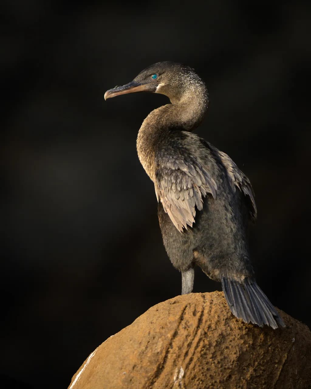 Cormorant on Rock