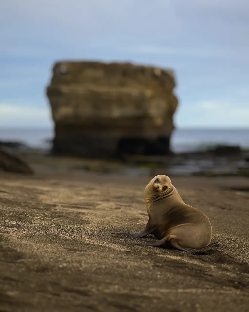 Coastal Seal Relaxation