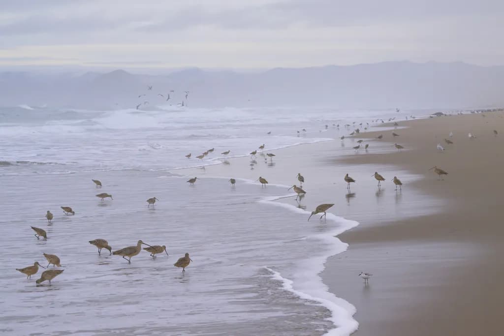 Coastal Shorebirds Gathering