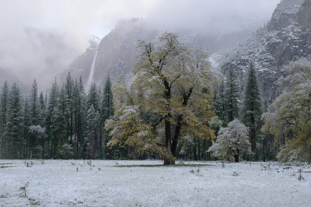 Snow-Covered Trees and Mountains