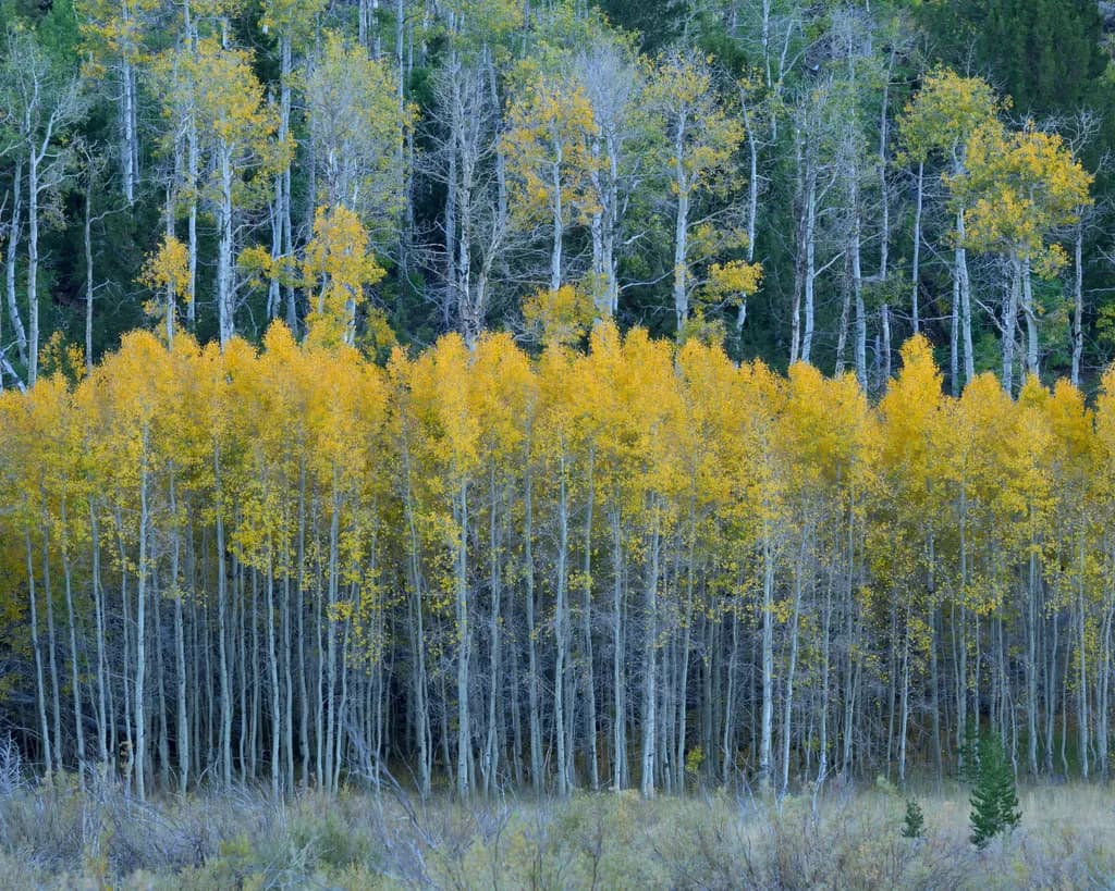 Autumn Aspen Grove