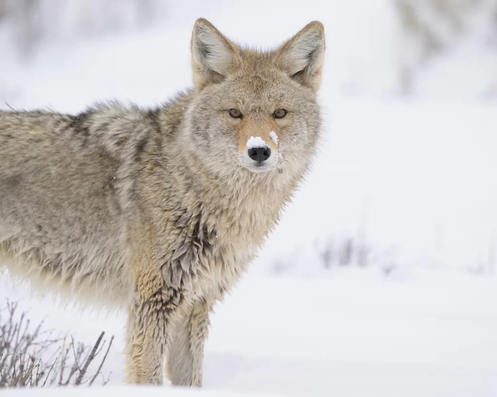 Winter Coyote Portrait