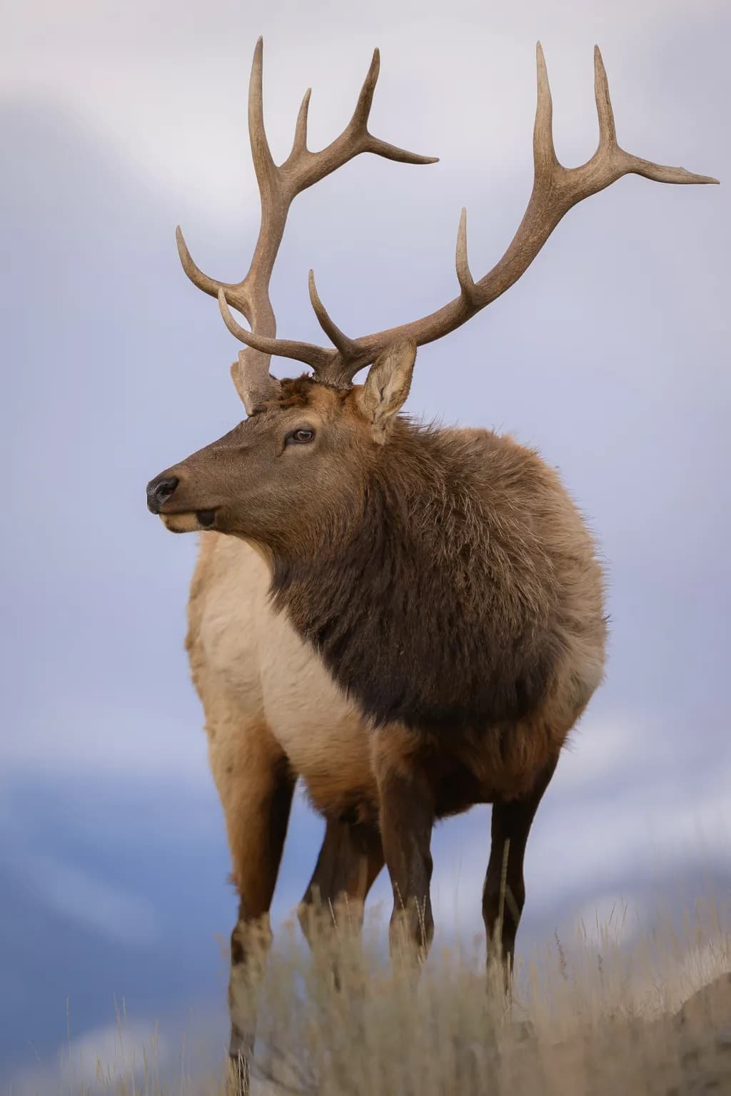 Elk Majesty