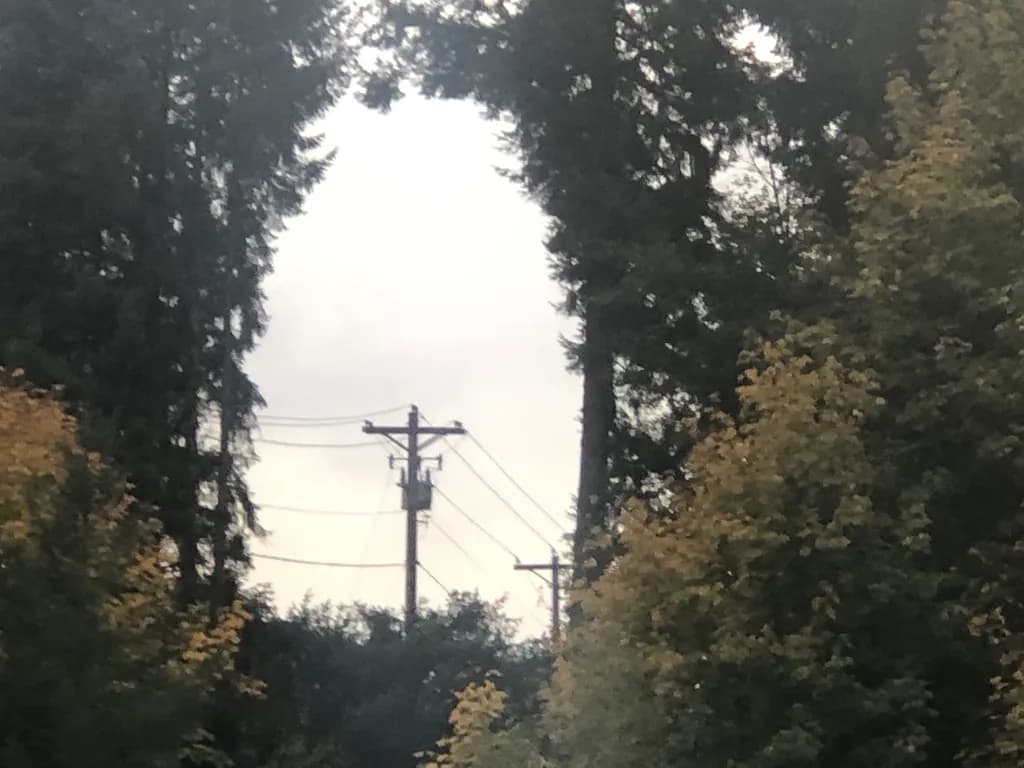 Forest Powerlines Overcast