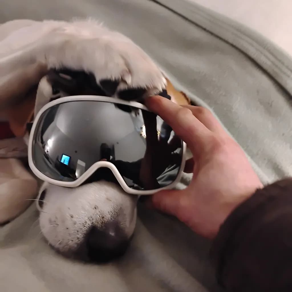 Dog with Goggles