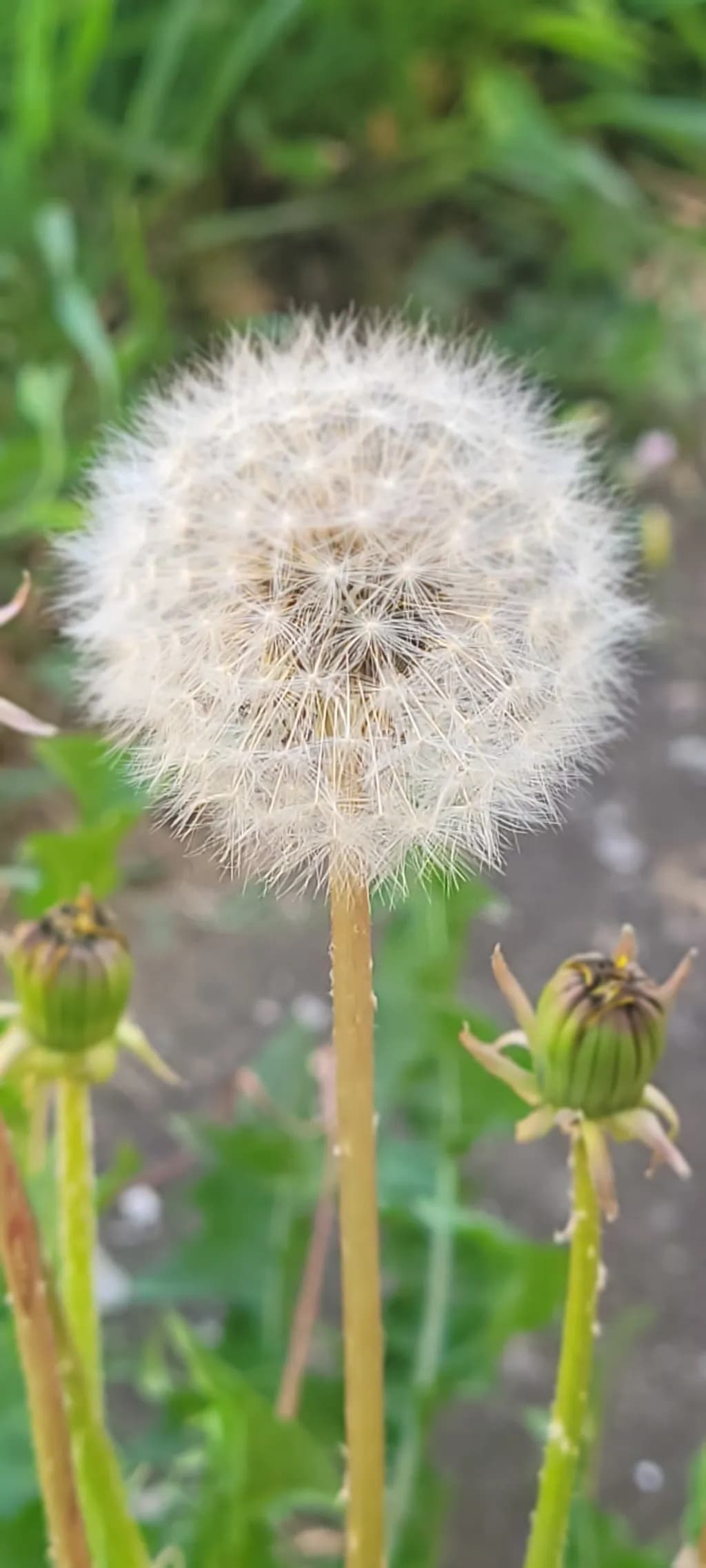 Dandelion Seed Head