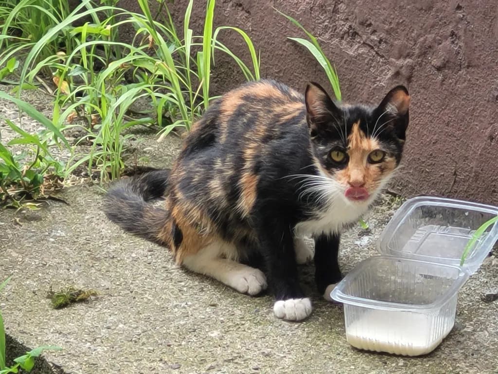 Calico Cat with Milk