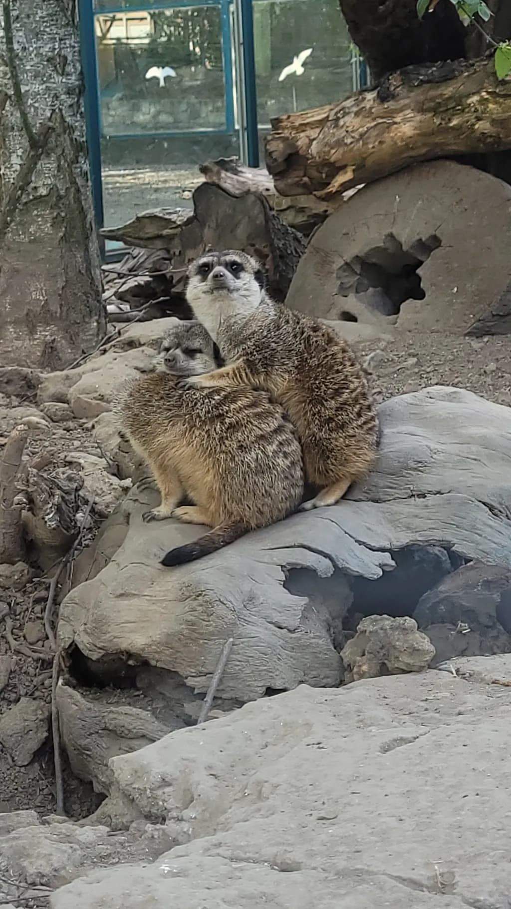 Meerkats on Rock