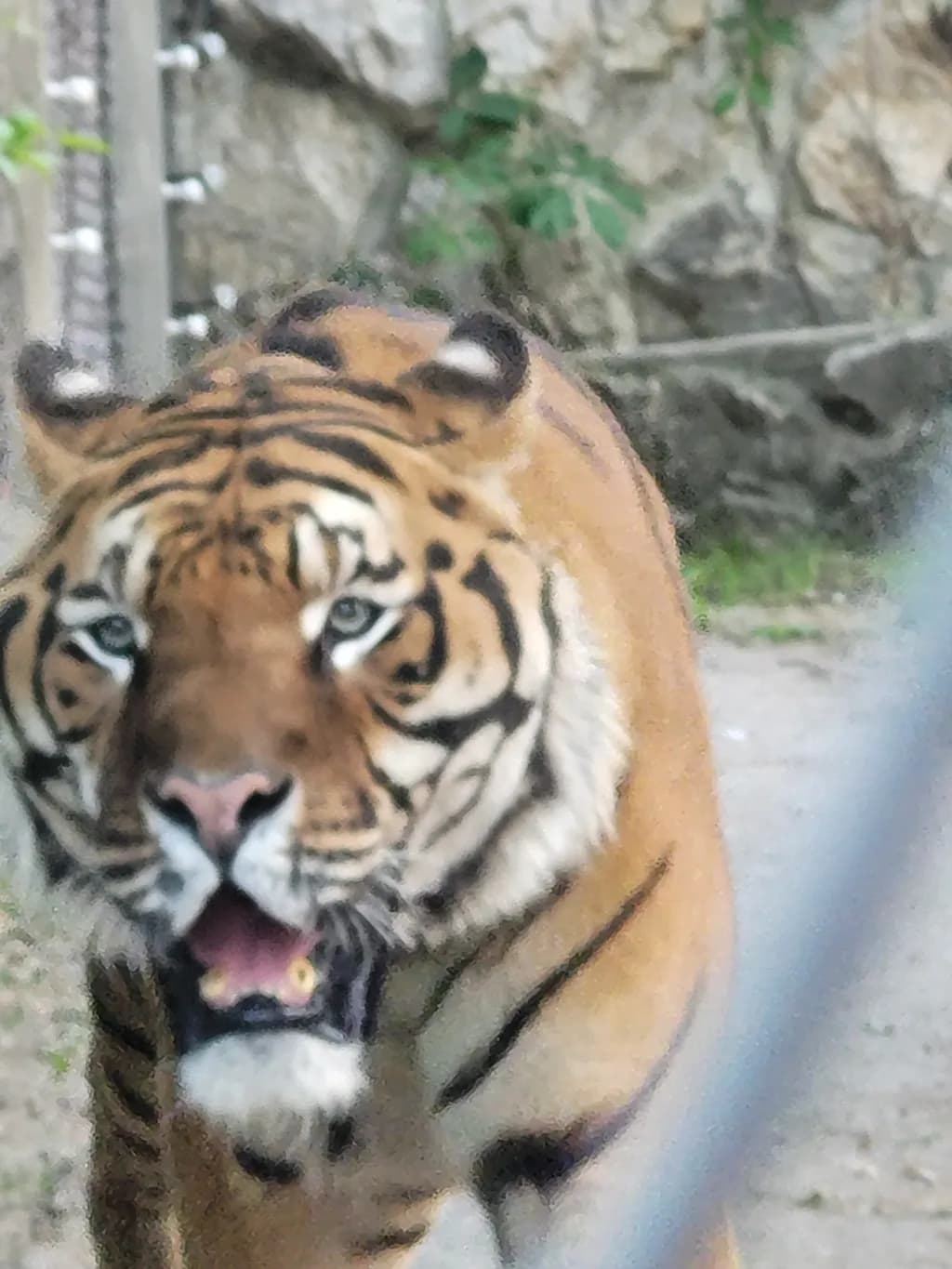 Tiger Close-Up