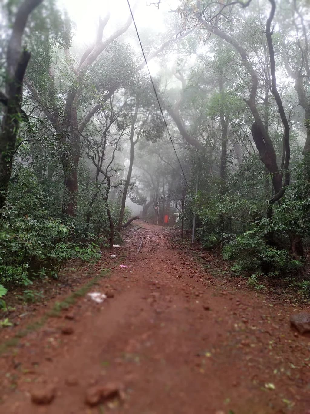 Misty Forest Path