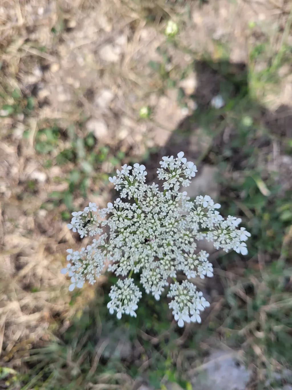Wildflower Cluster