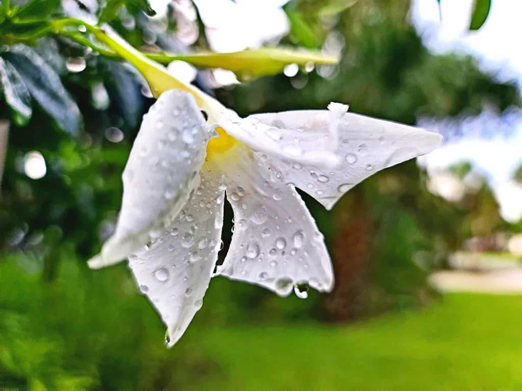 White Flower with Raindrops