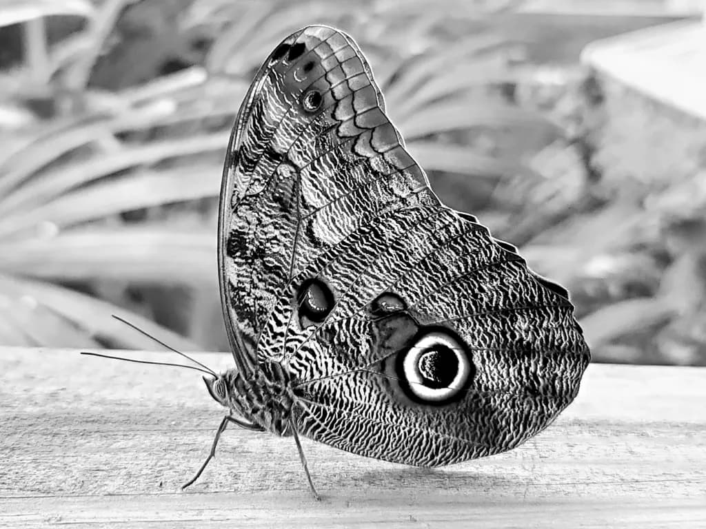 Detailed Butterfly Wings