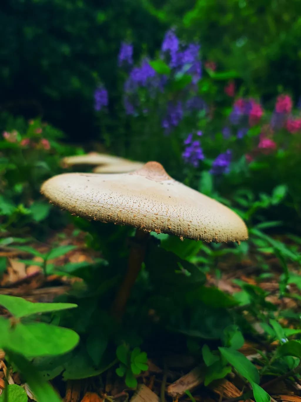 Mushroom Among Wildflowers