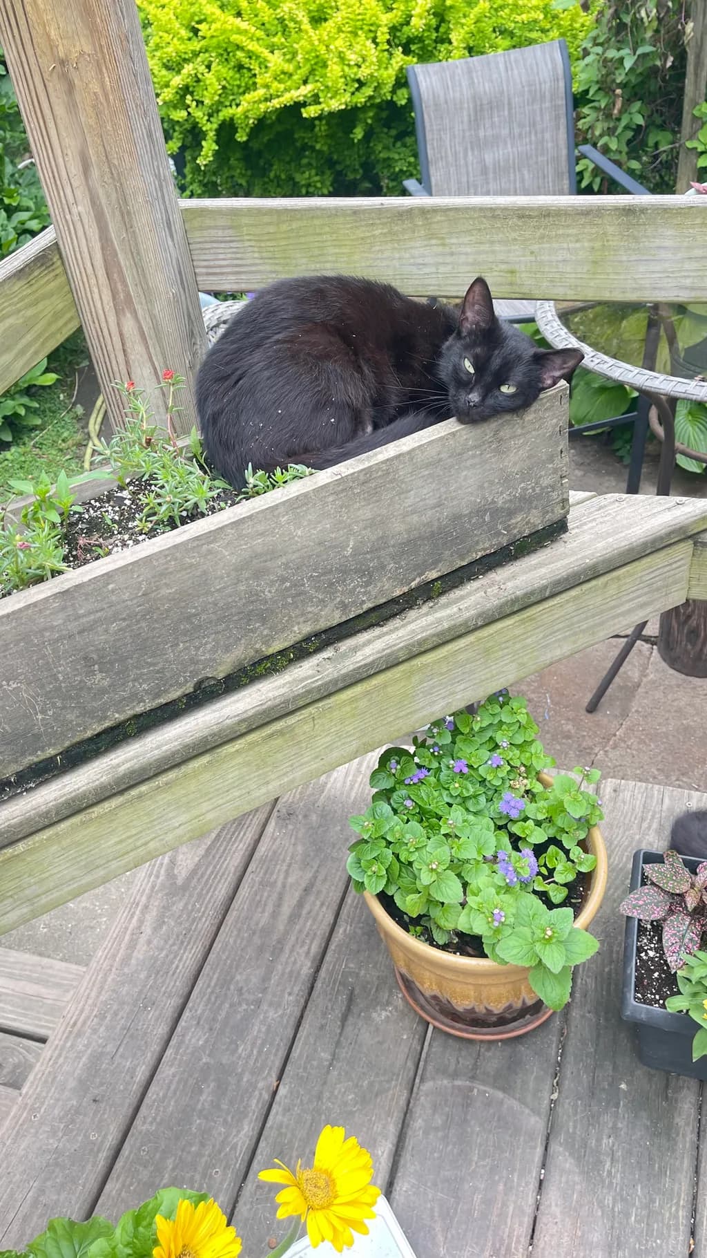 Garden Cat Rest