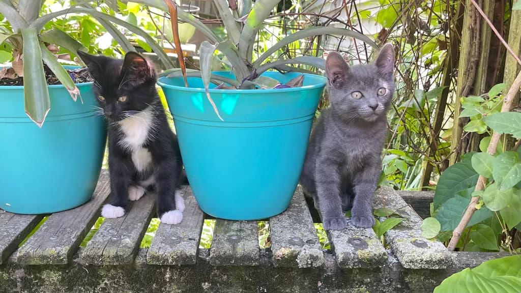 Kittens on Wooden Bench