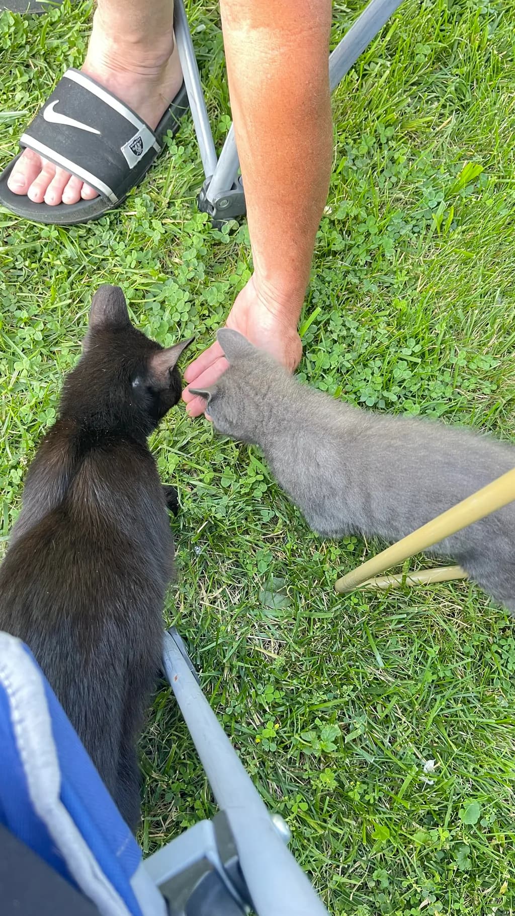 Cats on Grass Connection