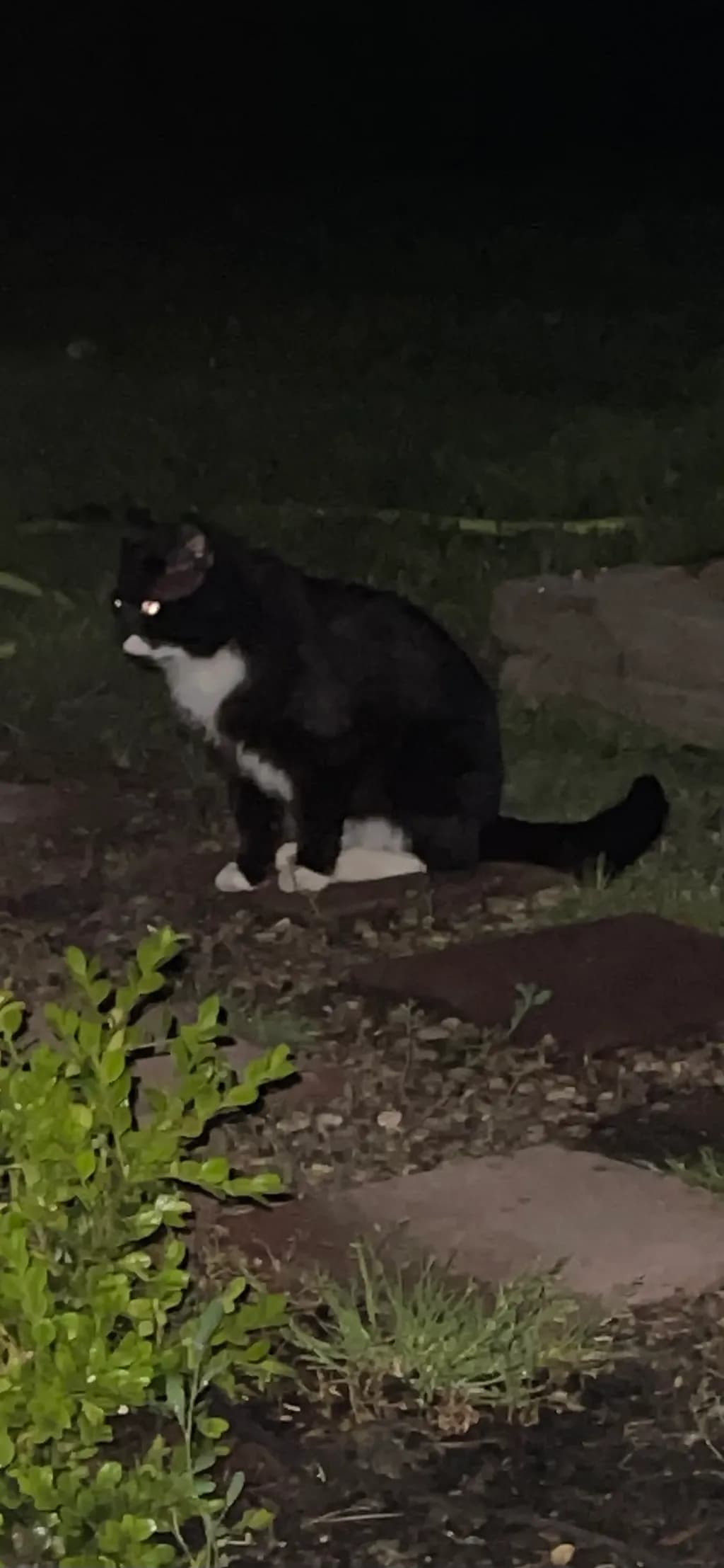 Night Garden Cat