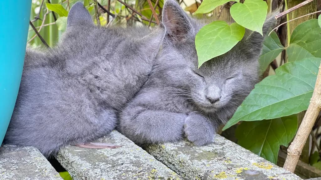 Resting Grey Kittens