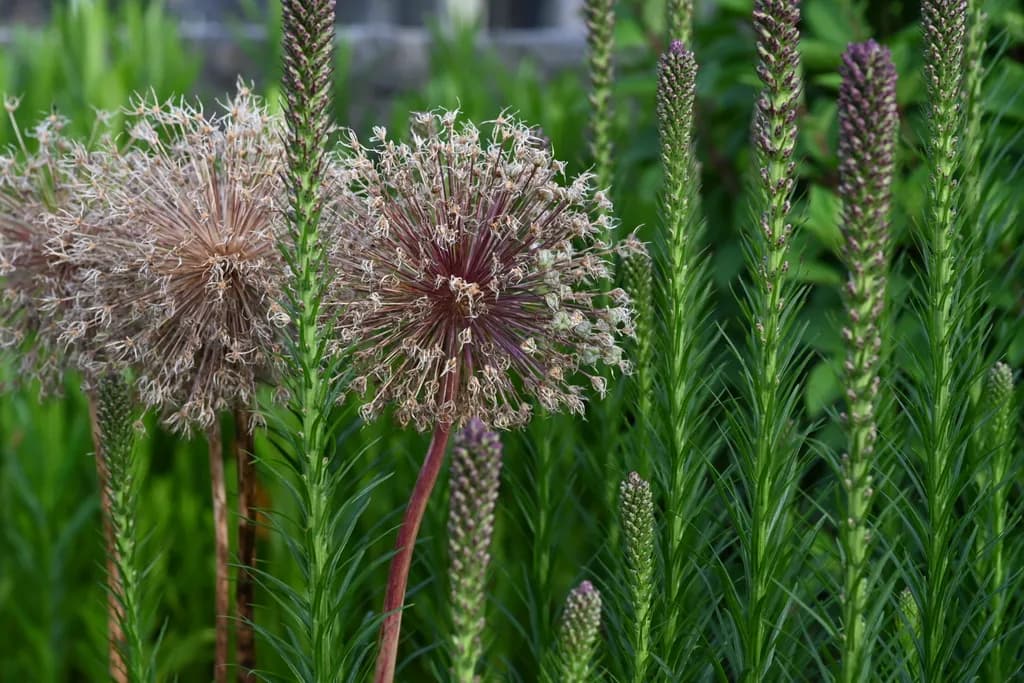 Wildflower Stalks