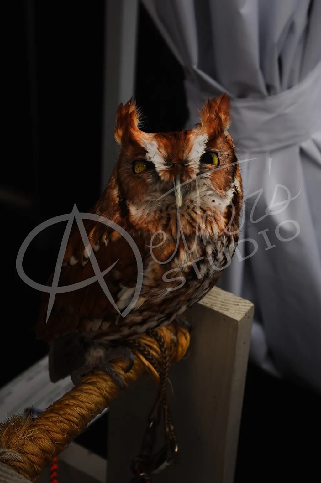 Screech Owl Perch