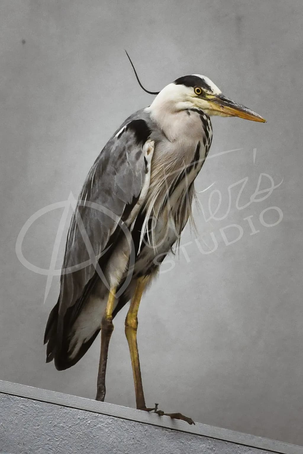 Heron Perch