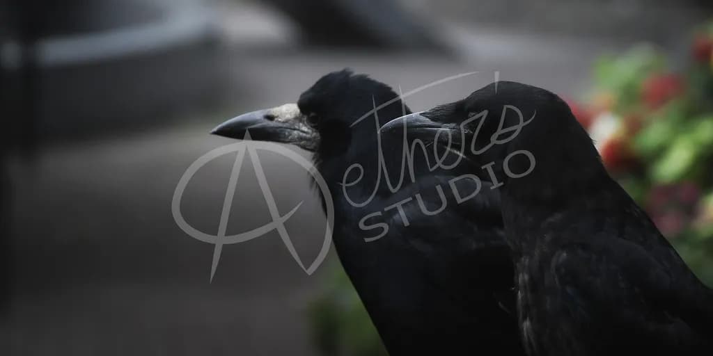 Ravens in Shadow