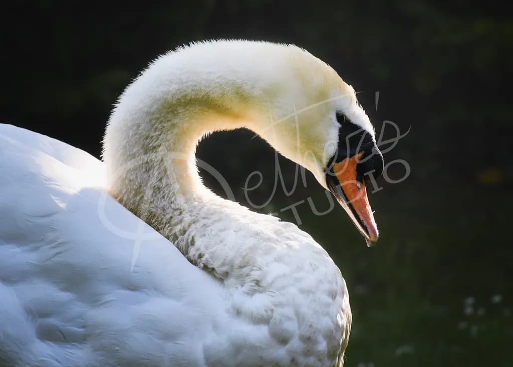 Swan Portrait