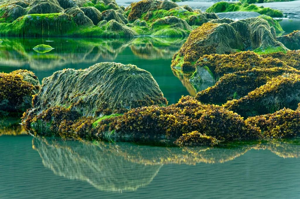 Low Tide at 2nd Beach