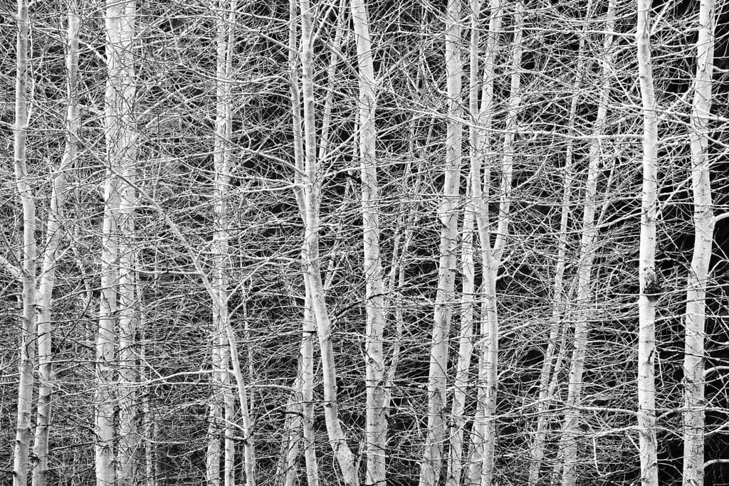 Yosemite Aspen Trees