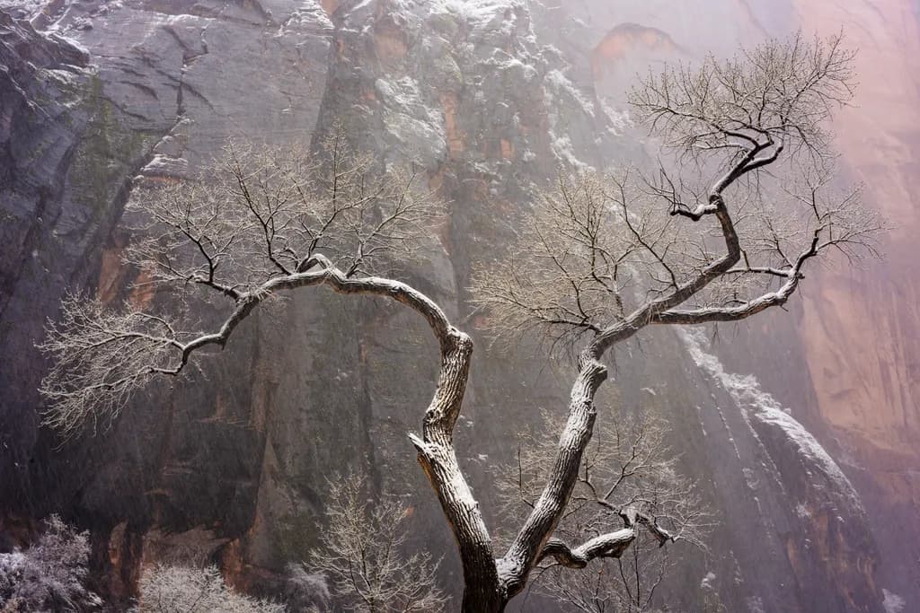Snow-Covered Tree at Zion Temple of Sinawava