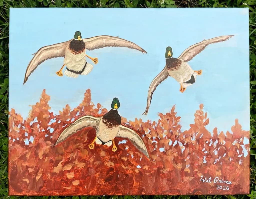 Inbound Ducks Flight