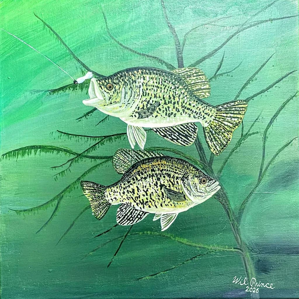 Crappie in Green Water