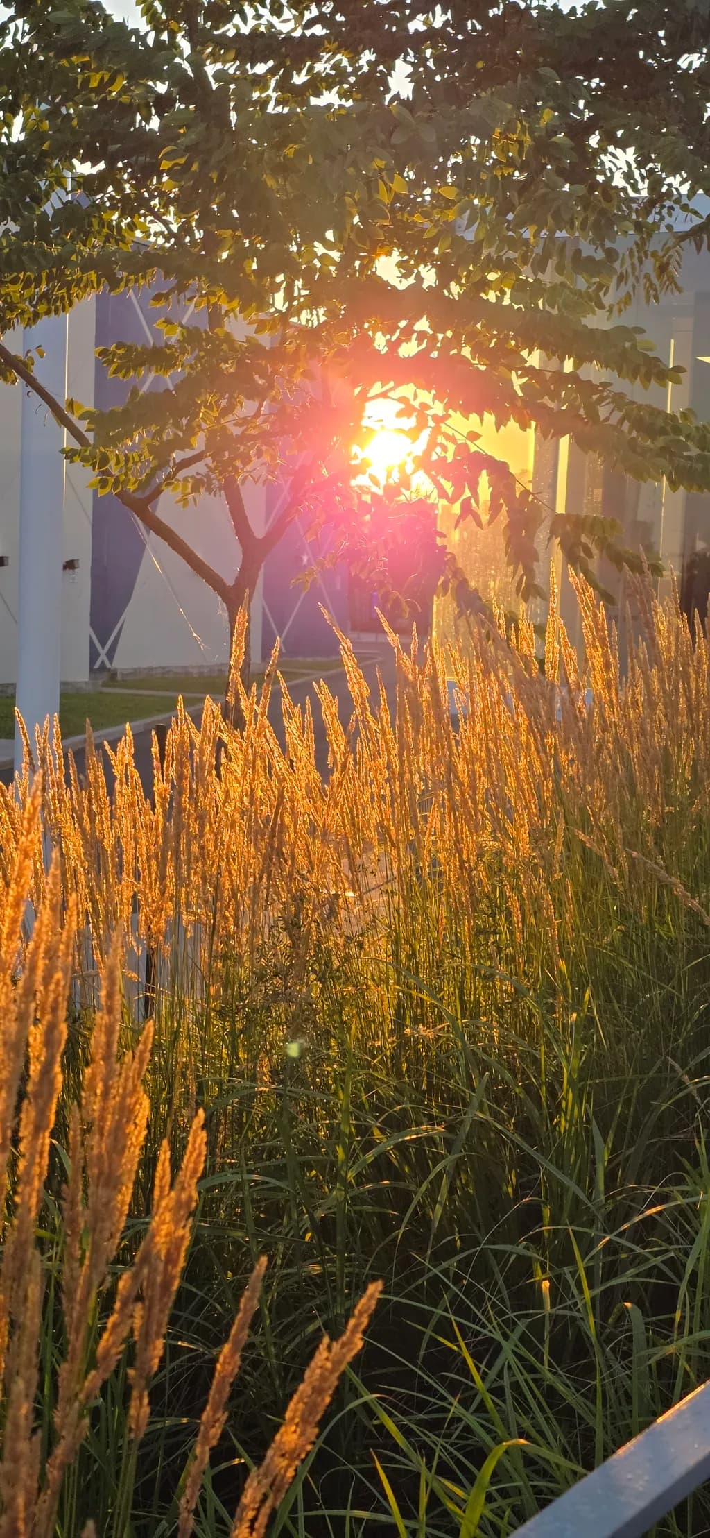 Sunlit Grasses and Tree