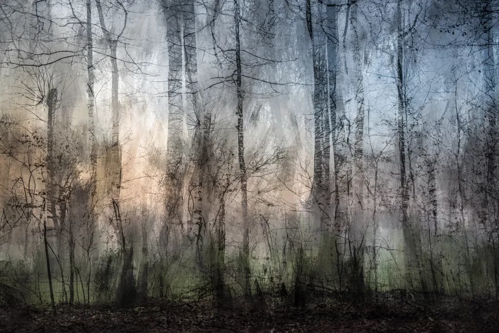 Silent Winter Forest